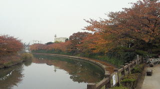 草加松原遊歩道　桜の紅葉写真