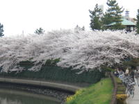 桜の花（綾瀬川）