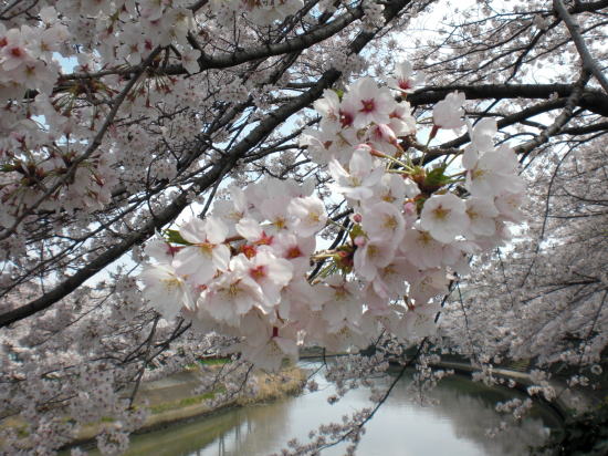 桜ソメイヨシノの花びらと綾瀬川（草加市）