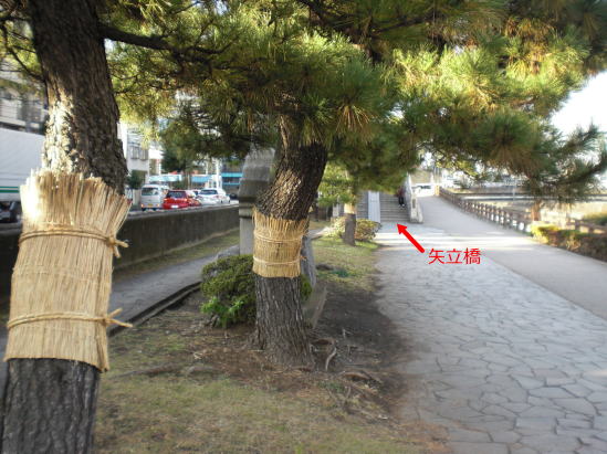 草加松原遊歩道の松のこも巻きの写真