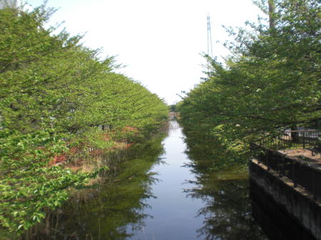葛西用水路の桜並木の写真