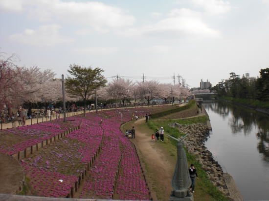 綾瀬川左岸広場付近の桜並木