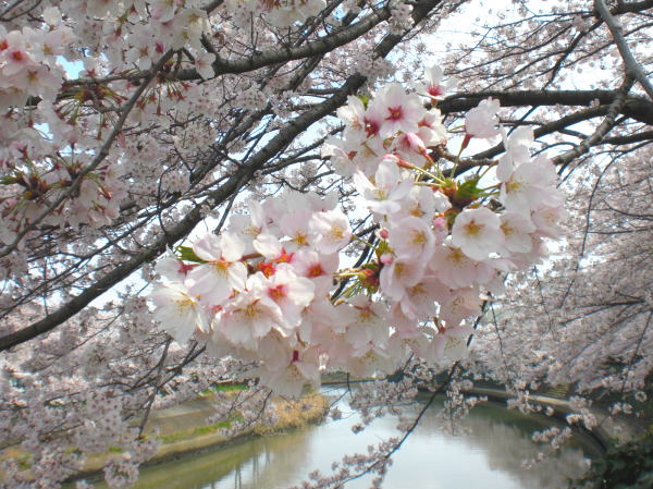 草加市の桜ソメイヨシノ（札場河岸公園付近）