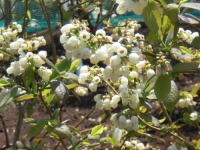 ブルーベリーの白い花（草加市）